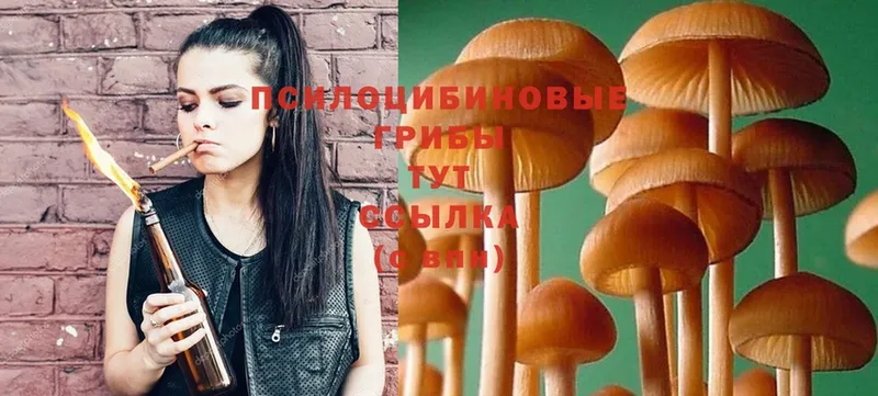 сколько стоит  Бобров  Псилоцибиновые грибы Magic Shrooms 